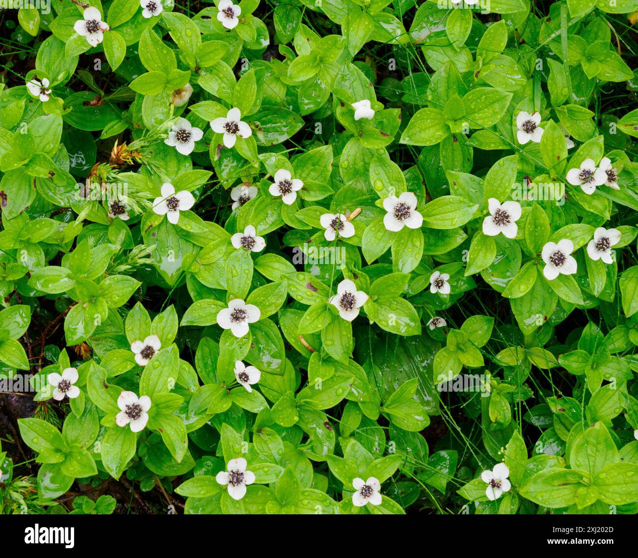 Cornain ou cornichon (Chamaepericlymenum) suecicum poussant dans le sous-étage humide des bois de conifères du centre de la Norvège Banque D'Images