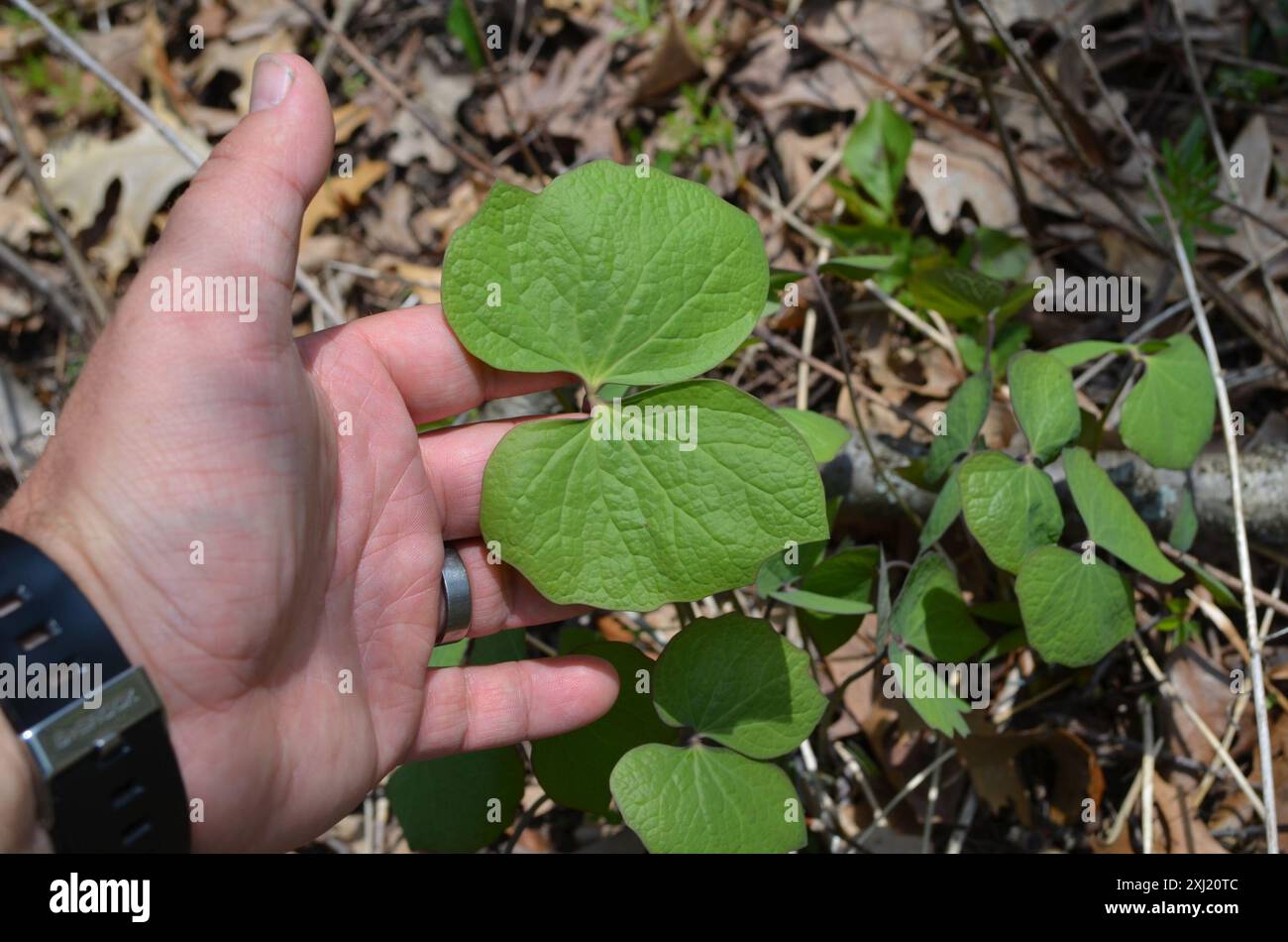 Jumelles (Jeffersonia diphylla) Plantae Banque D'Images