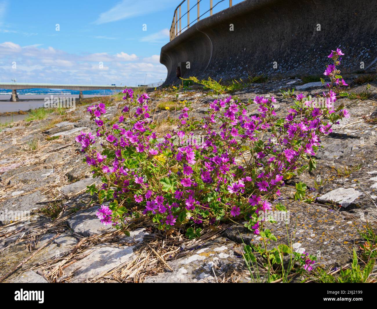 Mauve commune Malva sylvestris poussant sur la côte de l'estuaire de Severn à Severn Beach Gloucestershire UK Banque D'Images