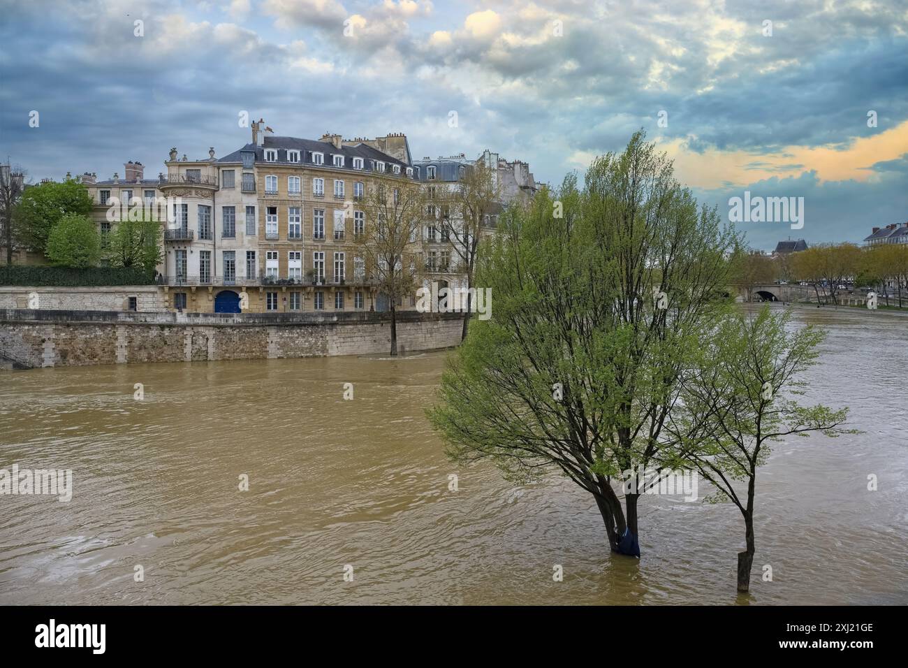 Une vue panoramique sur la Seine avec un arbre partiellement submergé et une architecture française classique en arrière-plan. Banque D'Images Une vue panoramique sur la Seine avec un arbre partiellement submergé et une architecture française classique en arrière-plan. Banque D'Images