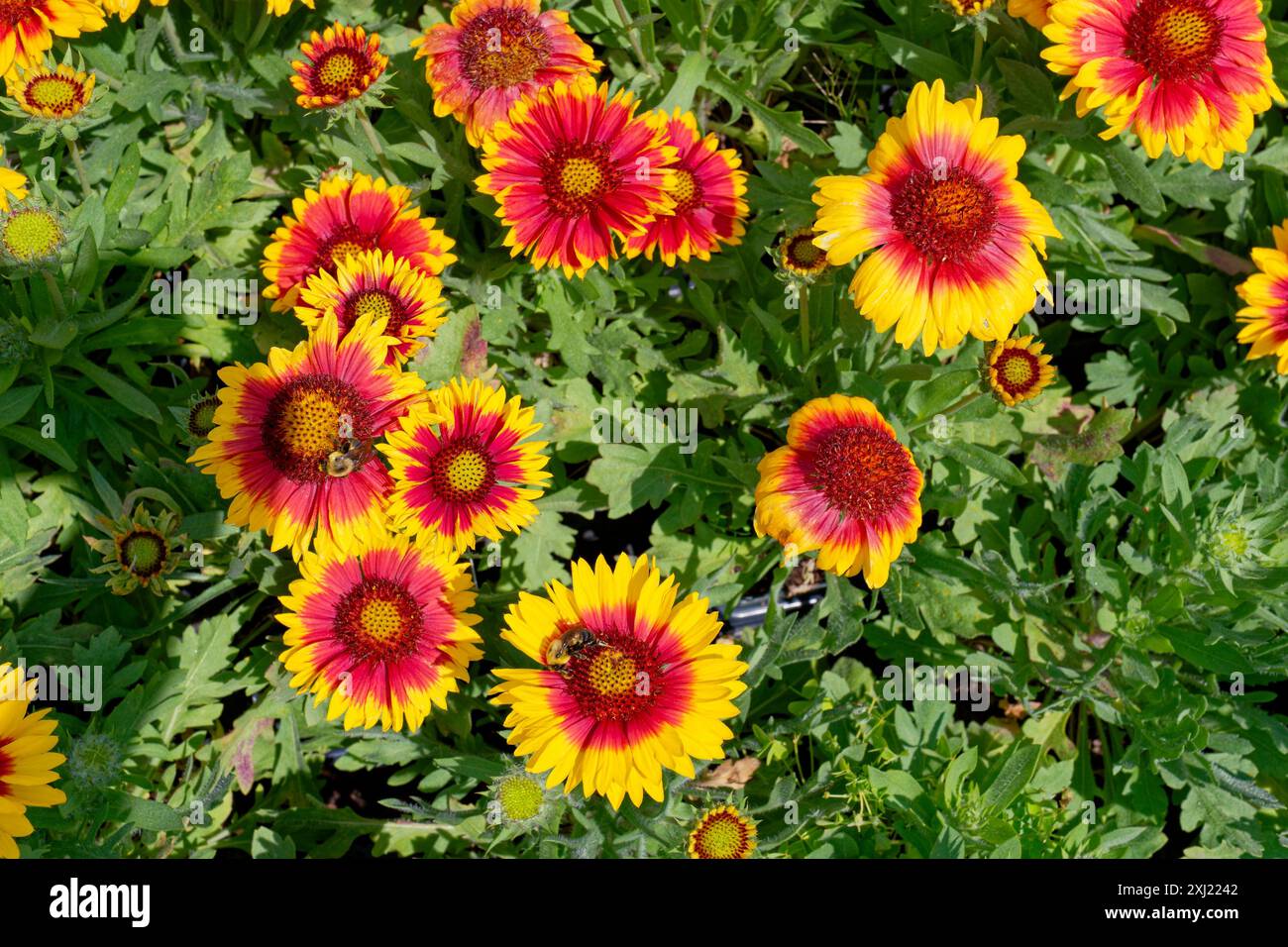 Gaillardia communément connu comme plante de couverture indienne regardant vers le bas vers le haut des fleurs ouvertes des fleurs attirant quelques abeilles collectant le pollen Banque D'Images Gaillardia communément connu comme plante de couverture indienne regardant vers le bas vers le haut des fleurs ouvertes des fleurs attirant quelques abeilles collectant le pollen Banque D'Images