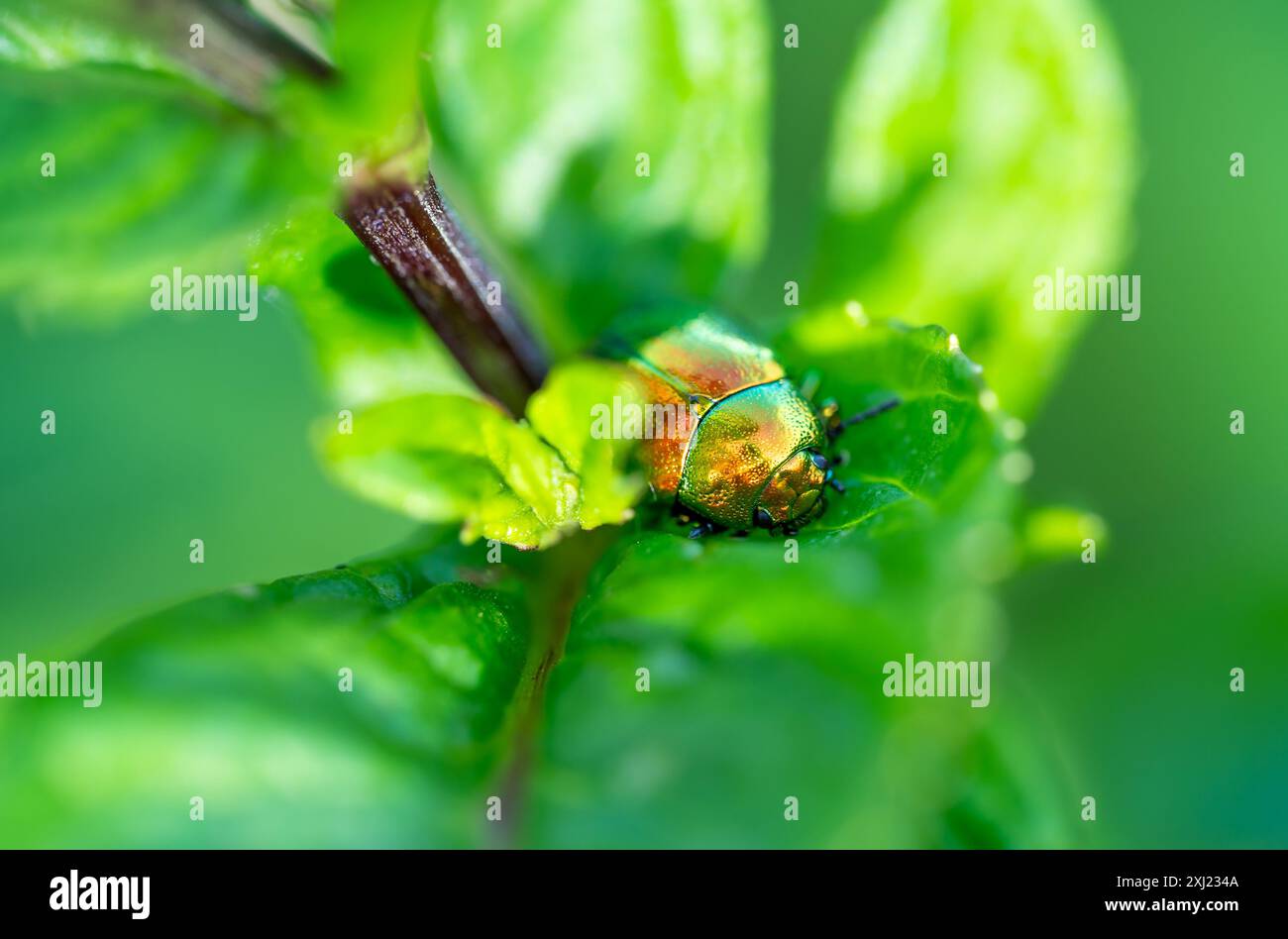 Photographie macro du scarabée (Chrysolina graminis). Bug est assis sur la feuille. Banque D'Images