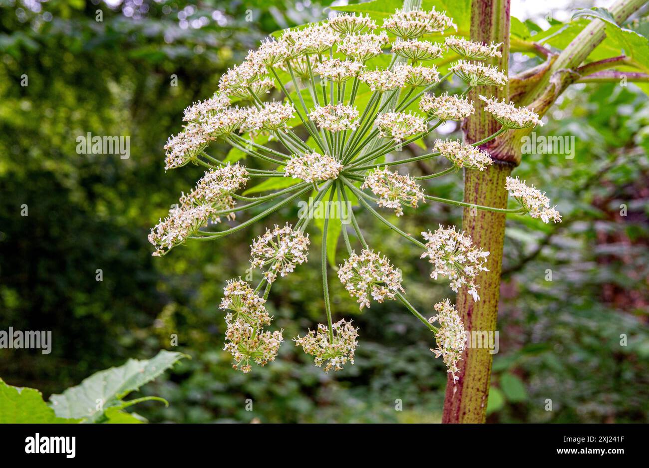 Pendant sa pleine floraison en été, l'aspersion géante de Dundee Trottick Woods en Écosse pourrait causer des brûlures aux gens ainsi qu'à la faune Banque D'Images