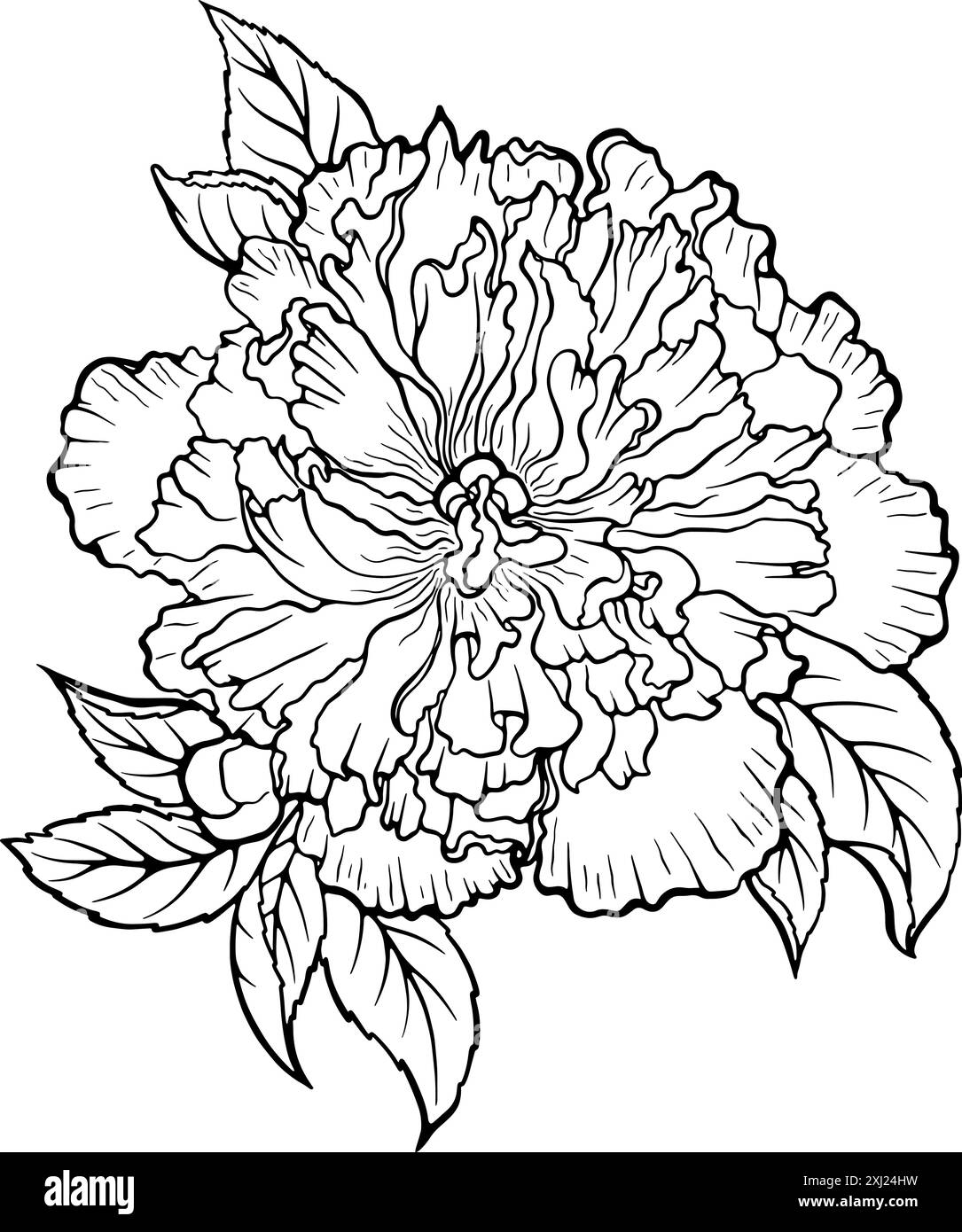 Dessin de la ligne de fleur de pivoine Illustration de Vecteur
