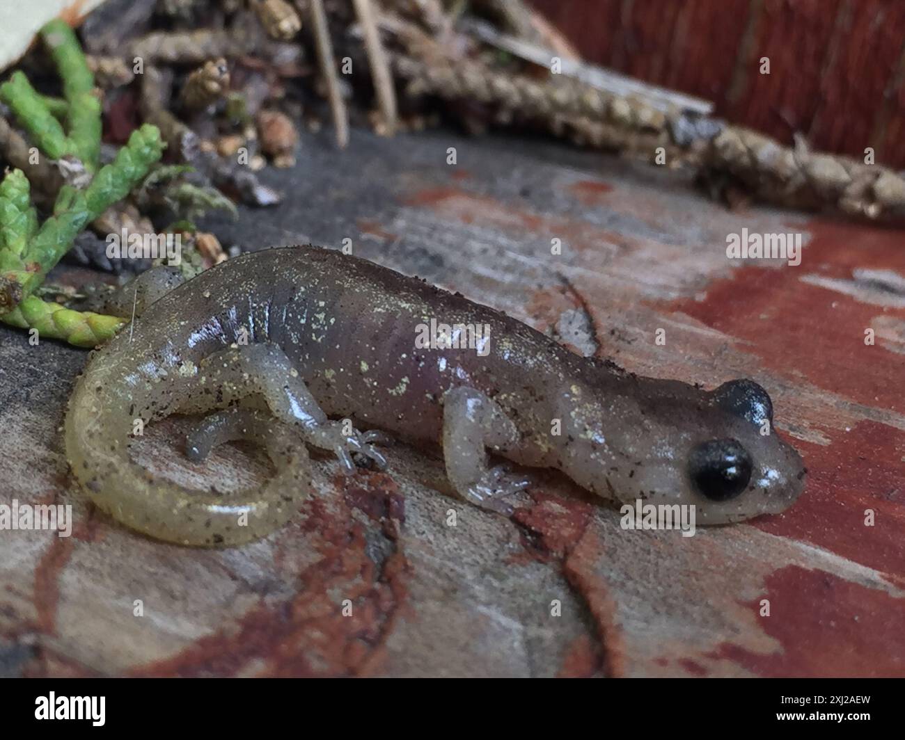 Salamandre arboricole (Aneides lugubris) amphibiens Banque D'Images