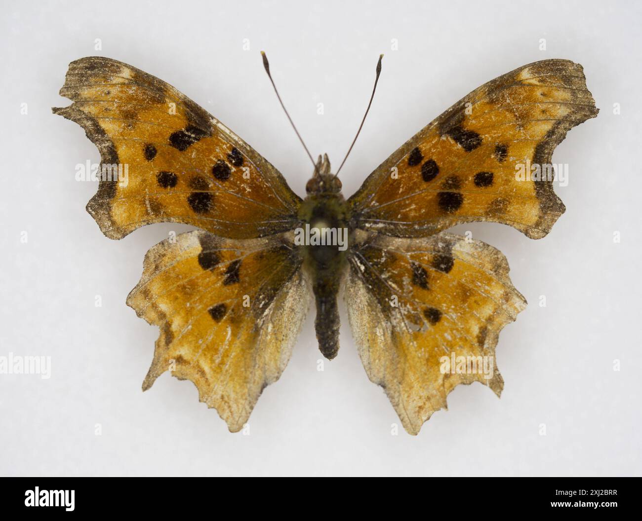 Satyre virgule (Polygonia satyrus) insecte Banque D'Images