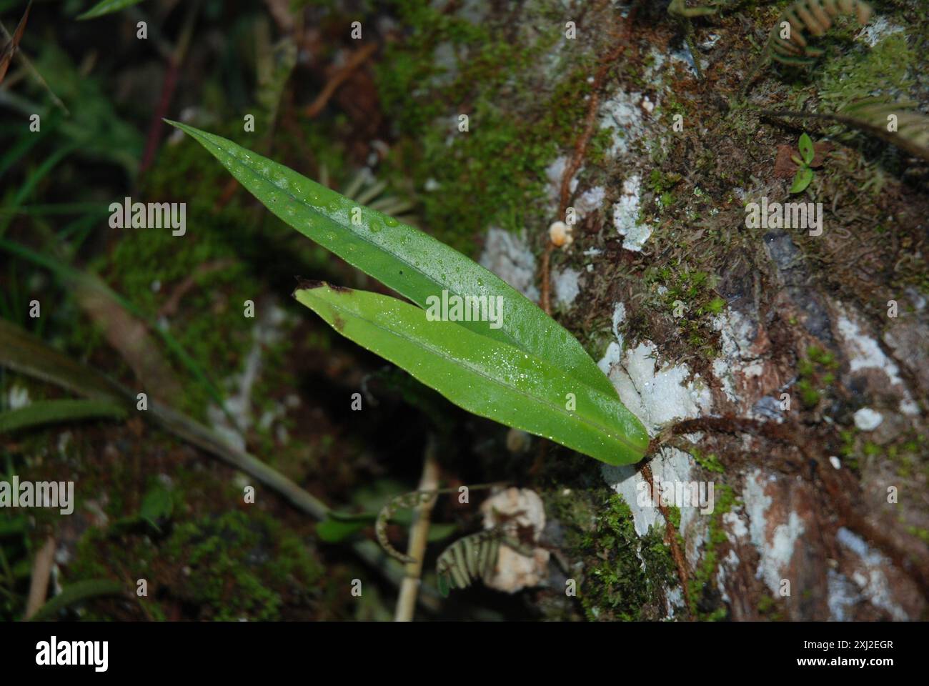 Snakefougères (Microgramma) Plantae Banque D'Images