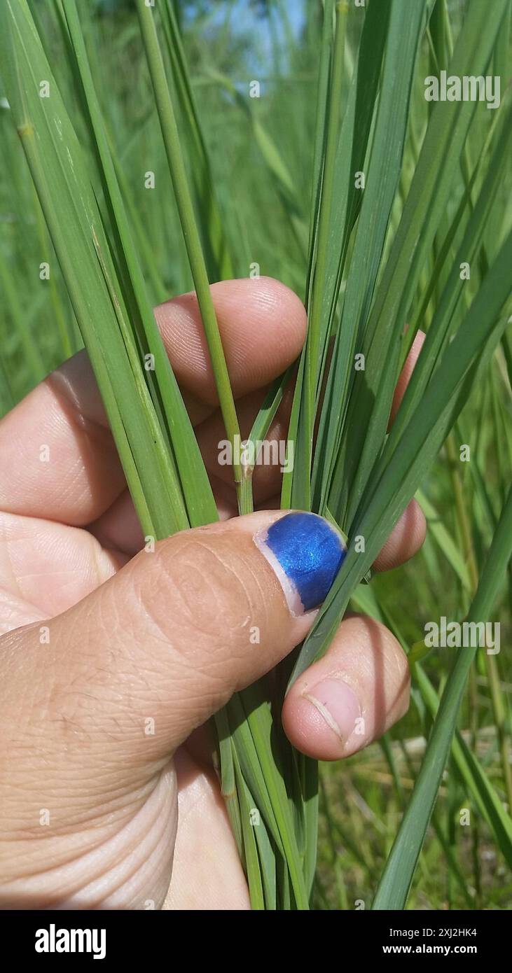 Calamagrostis canadensis Plantae du canada Banque D'Images