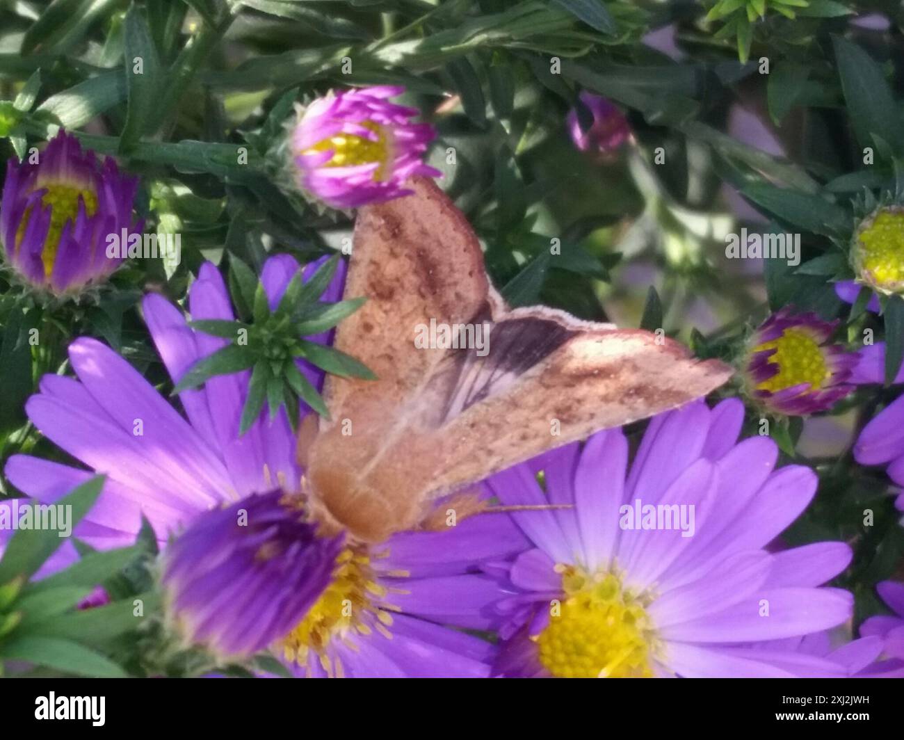 Insecte de la teigne du coton (Helicoverpa armigera) Banque D'Images