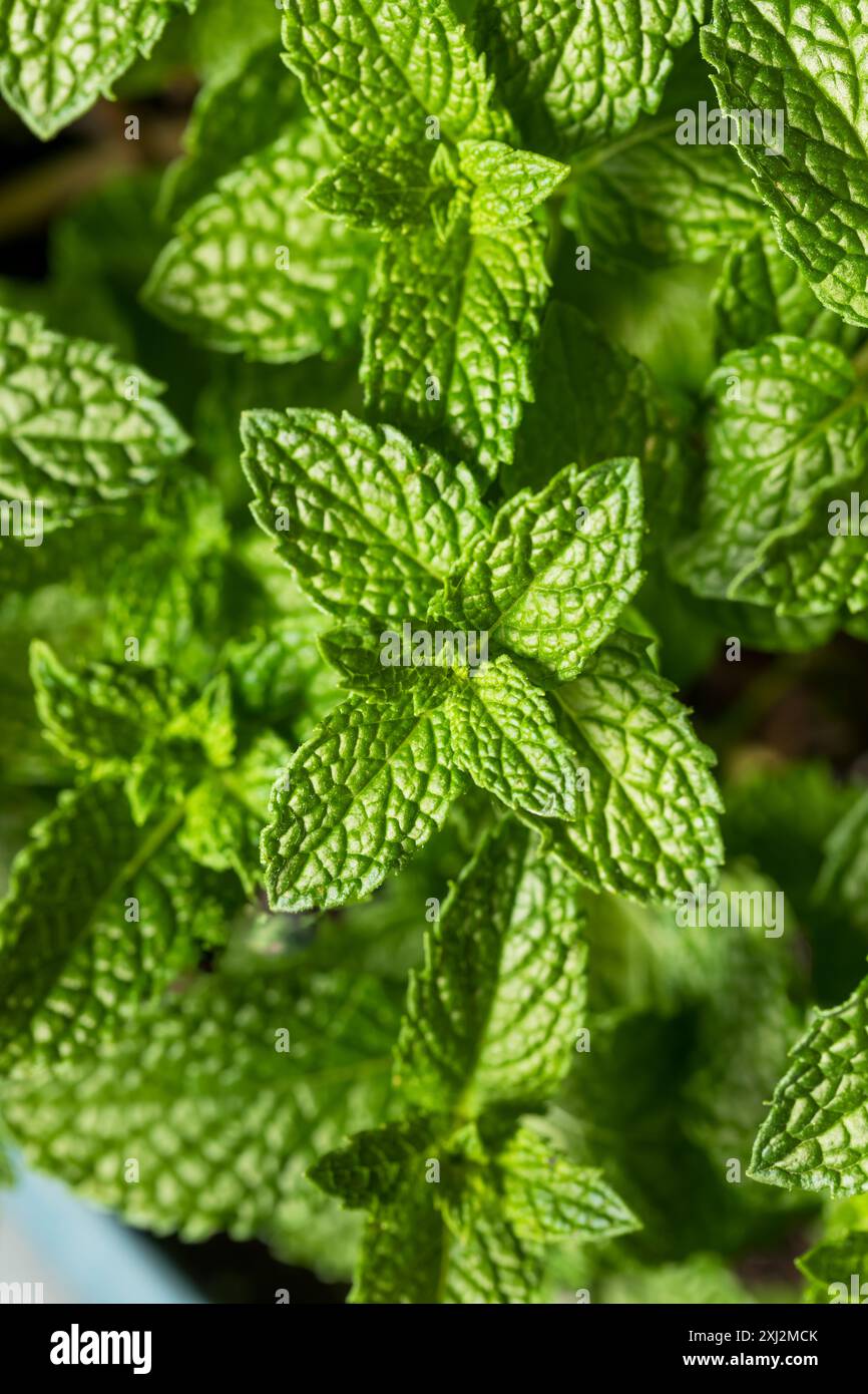 Feuilles de menthe verte biologique crue prêtes à cuire Banque D'Images