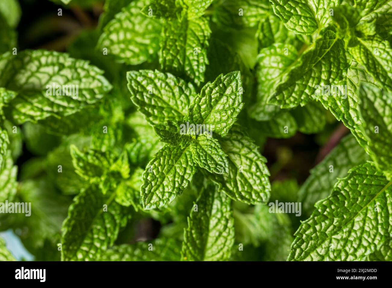 Feuilles de menthe verte biologique crue prêtes à cuire Banque D'Images