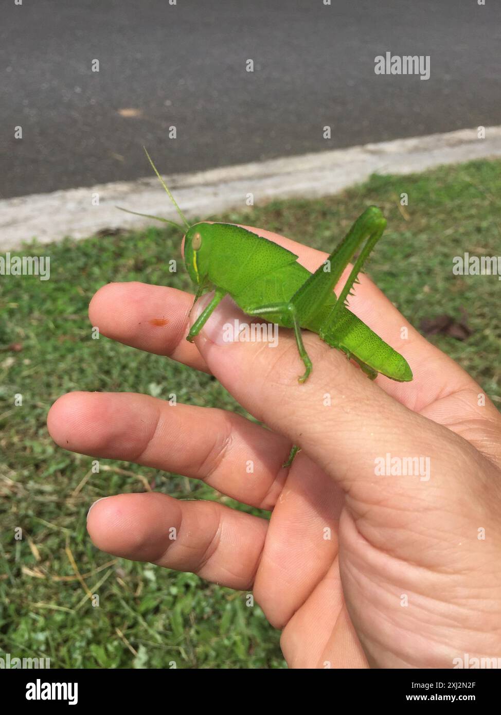 Grande insecte de sauterelle verte (Chondracris rosea) Banque D'Images