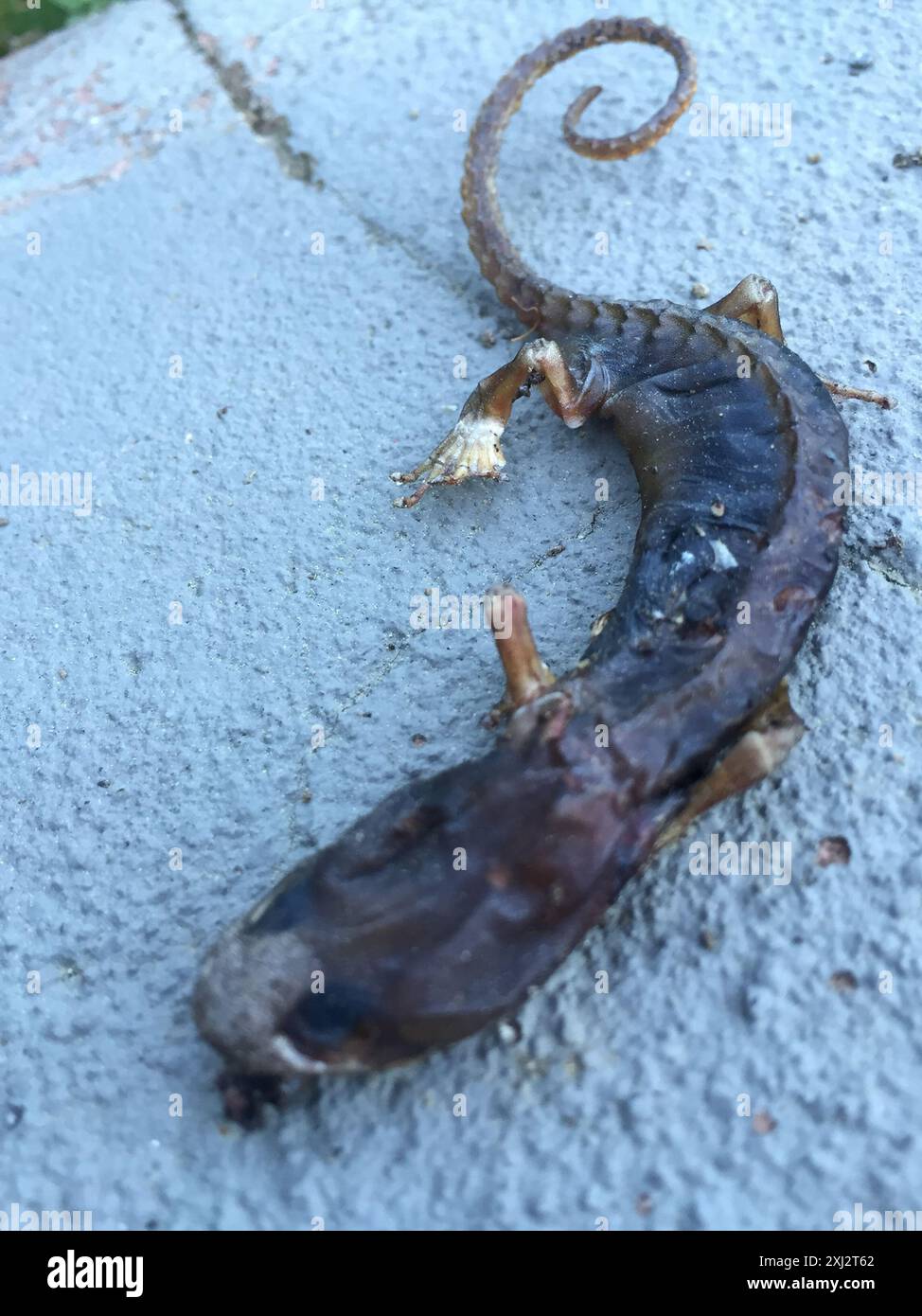 Salamandre arboricole (Aneides lugubris) amphibiens Banque D'Images