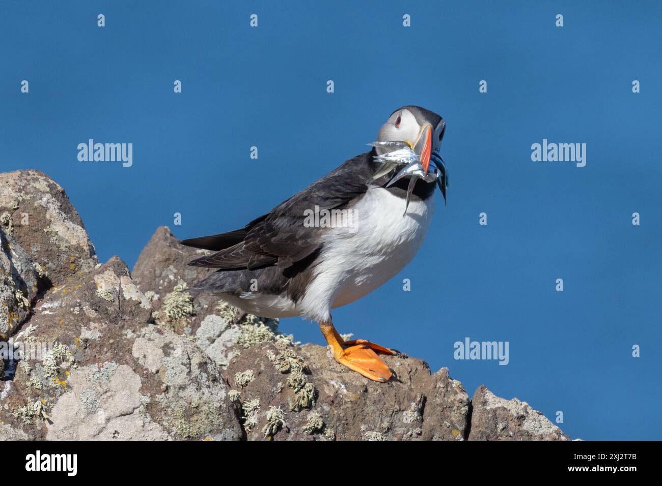 Macareux de l'Atlantique, Fratercula arctica avec un bec plein d'anguilles de sable pour nourrir leurs petits sur l'île de Skomer, Pembrokeshire, pays de Galles. ROYAUME-UNI Banque D'Images