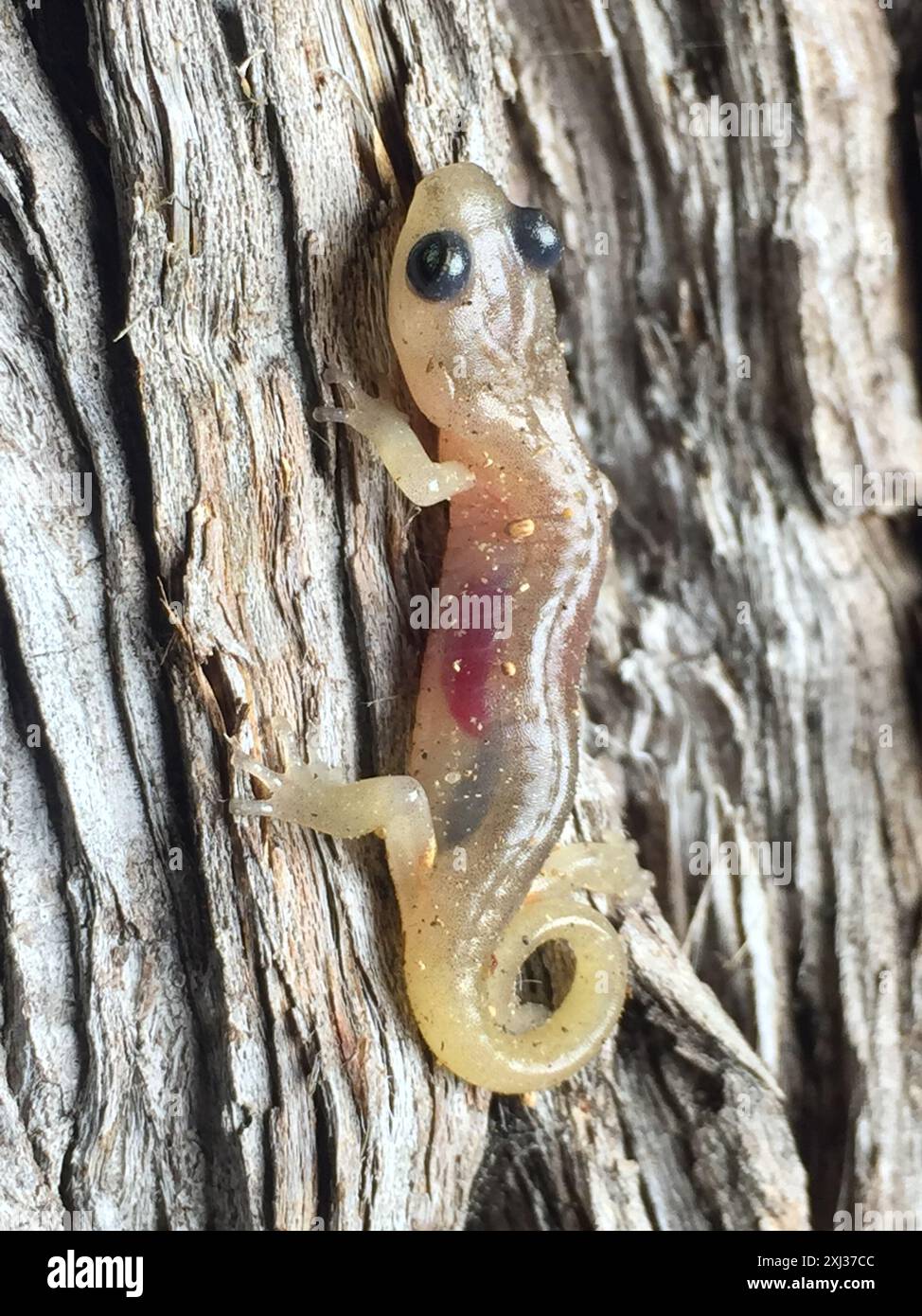 Salamandre arboricole (Aneides lugubris) amphibiens Banque D'Images