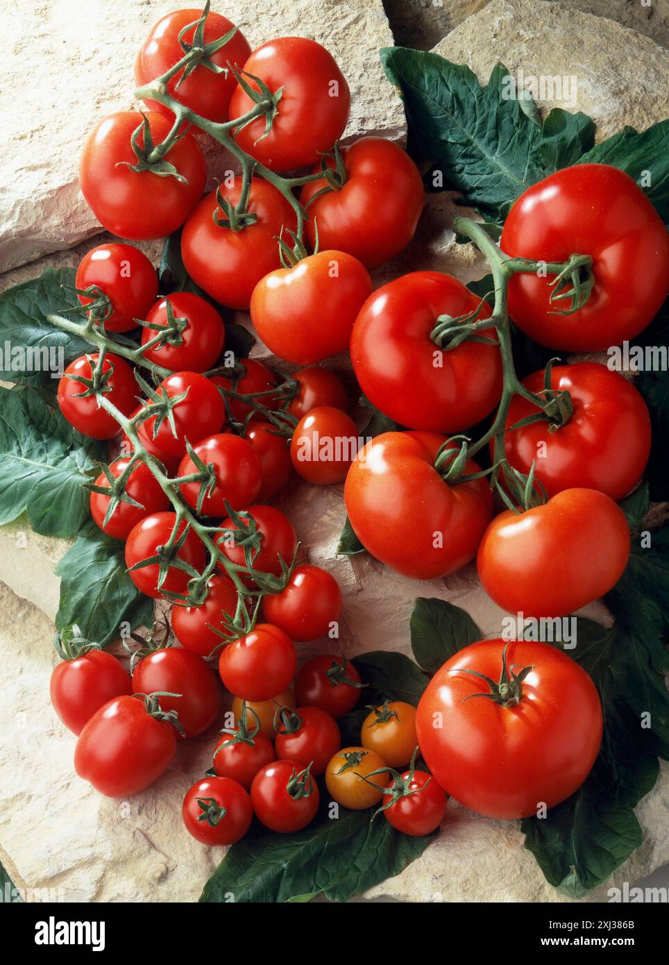 la tige de tomates Banque D'Images