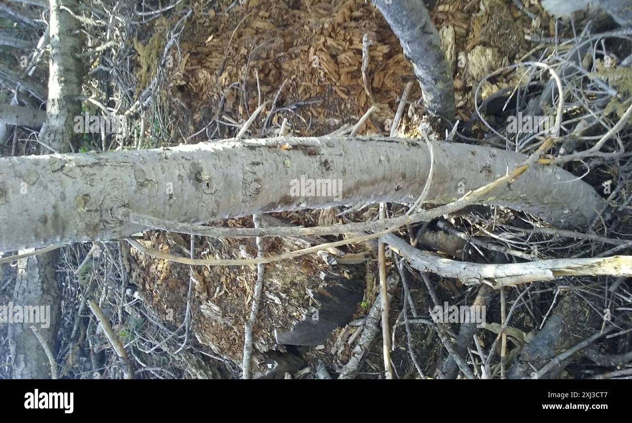 Sapin rouge (Abies magnifica) Plantae Banque D'Images