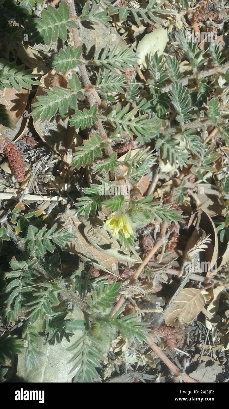 Vigne de ponction (Tribulus terrestris) Plantae Banque D'Images