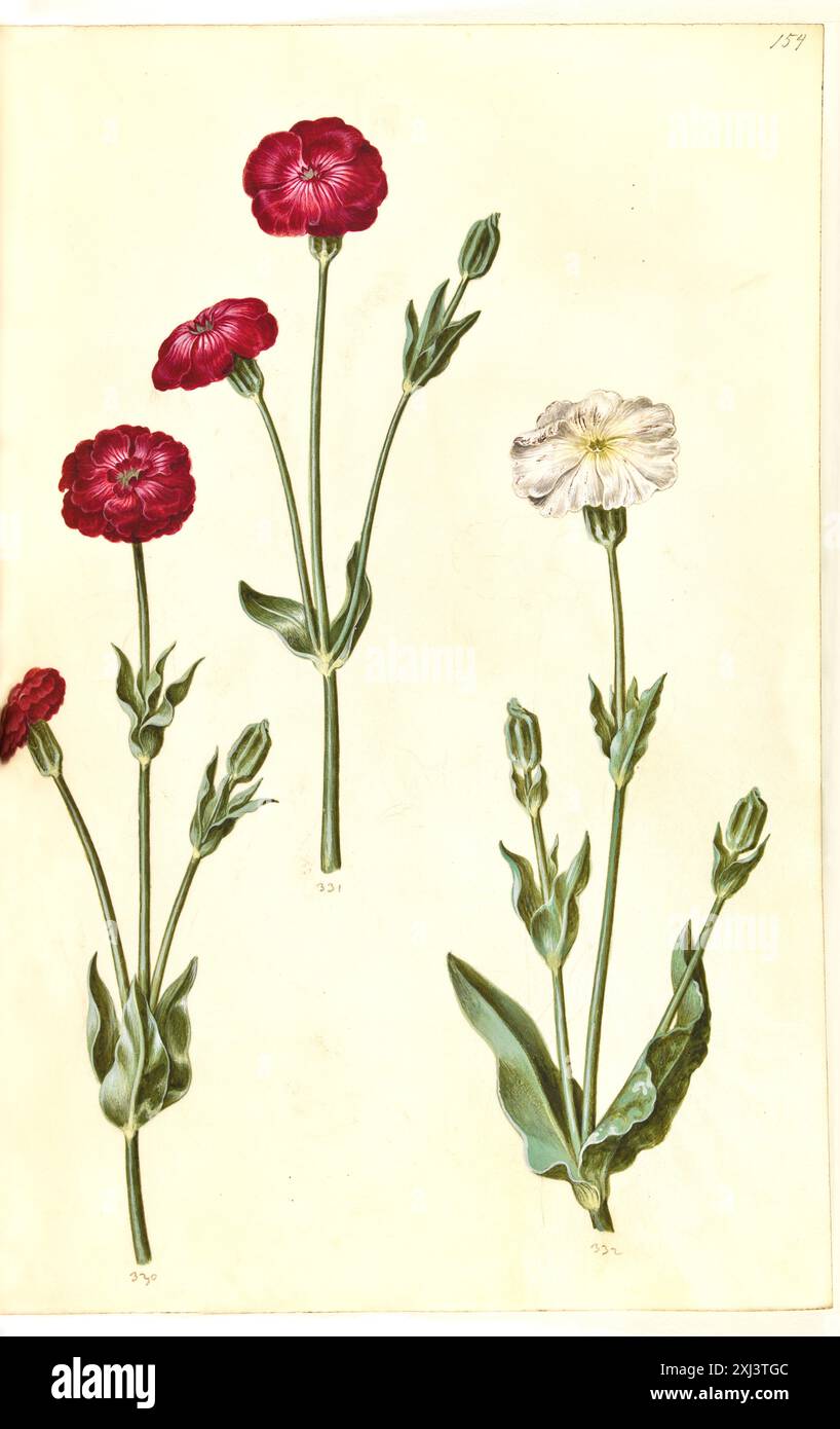 Un dessin à la gouache de Silene coronaria, connu sous le nom de rose campion, montrant ses fleurs vibrantes et son feuillage, créé par Holtzbecker et Merian au 17ème siècle. Banque D'Images