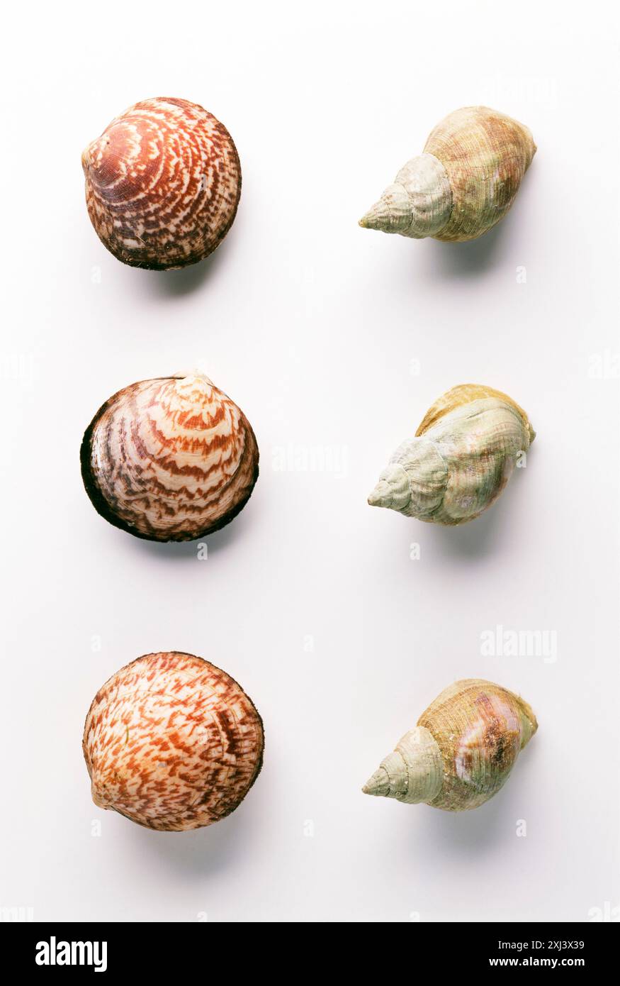 Amande de mer et escargots buccins Banque D'Images