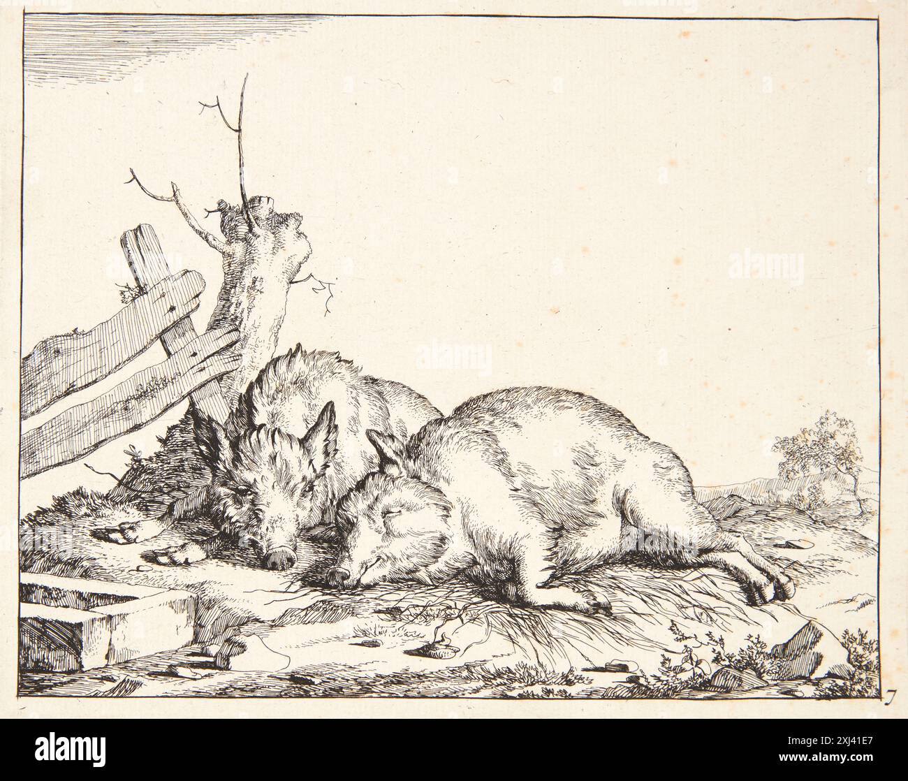 Gravure de Marcus de Bye représentant deux porcs endormis, partie de gravures et gravures hollandaises et flamandes de 1450 à 1700. Banque D'Images