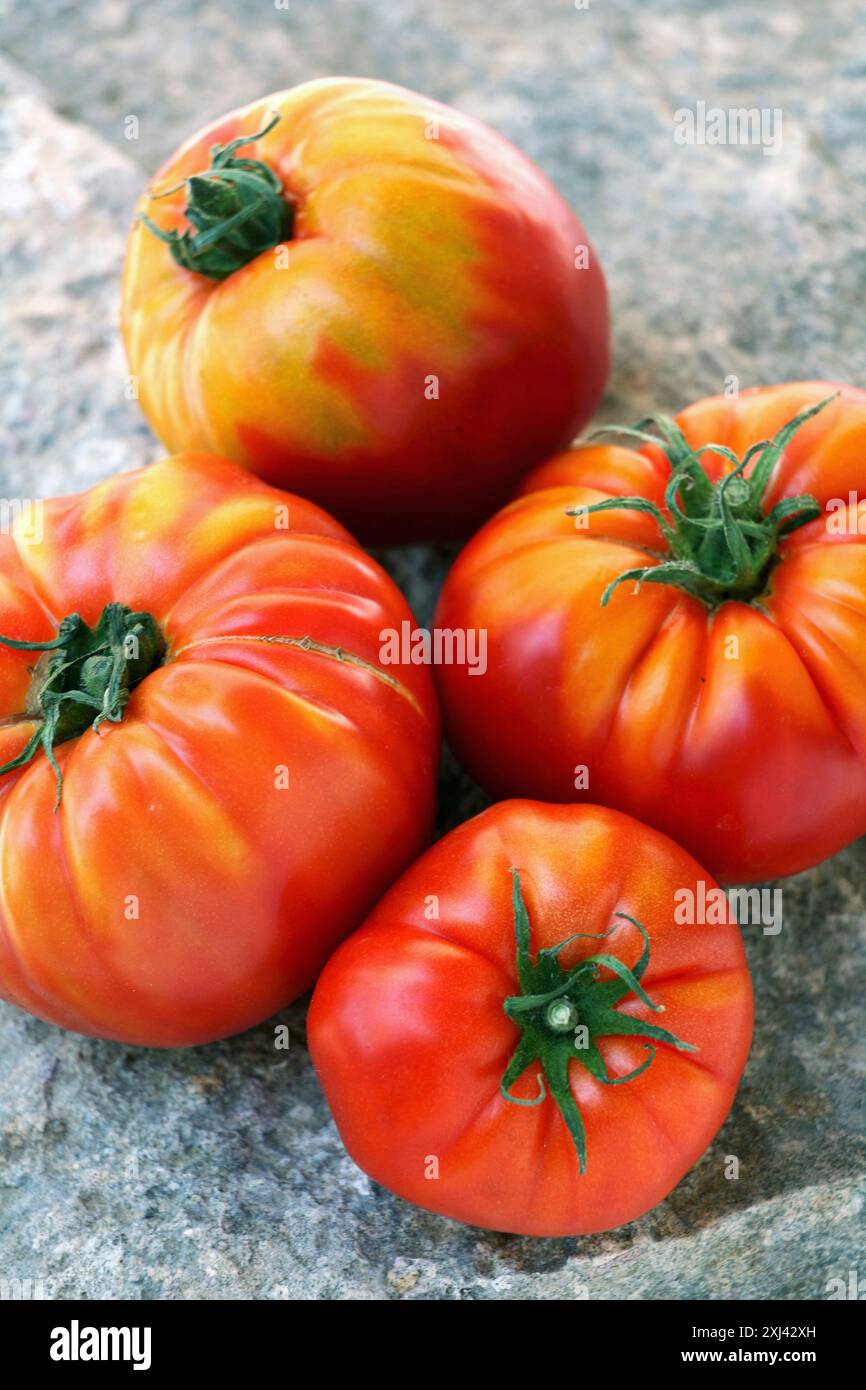 Tomates de Marmande Banque D'Images