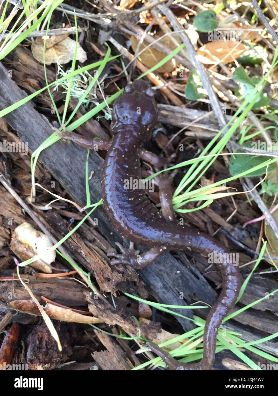Salamandre arboricole (Aneides lugubris) amphibiens Banque D'Images