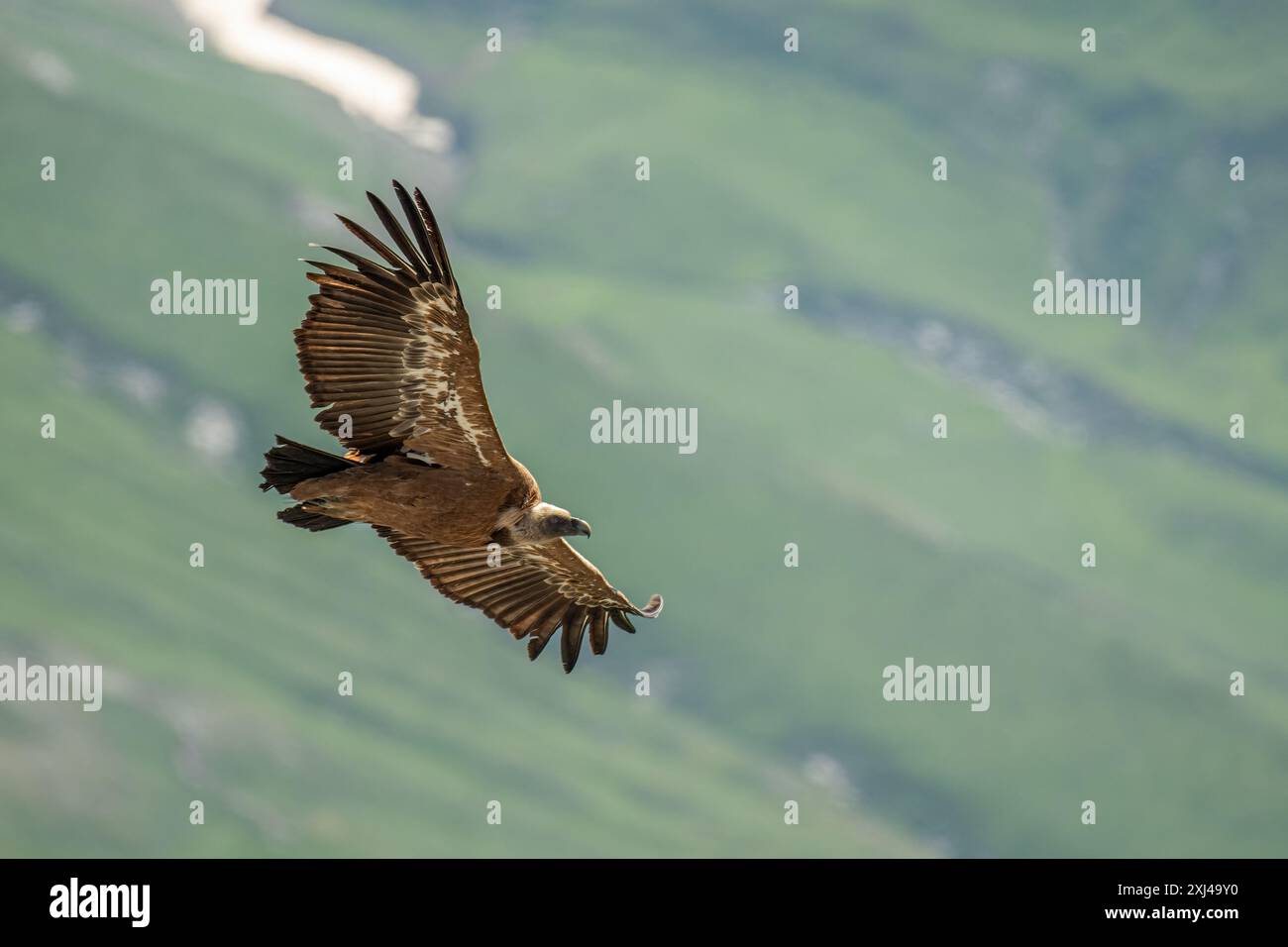 Wild Griffon Vulture (Gyps fulvus) en vol contre fond de pentes vertes alpines, Alpes, Italie. Oiseau de proie rare aux ailes déployées. Banque D'Images