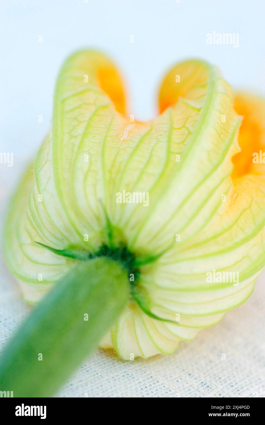 Fleur de courgette Banque D'Images