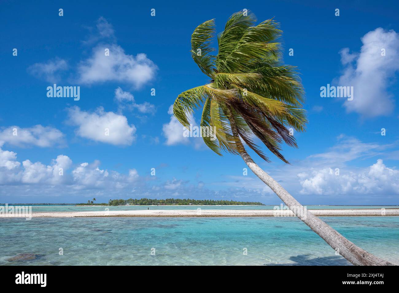 Cocotier (Cocos nucifera), pittoresque plage isolée, avec un banc de sable et un motu derrière elle, Tikehau, atoll, archipel des Tuamotu, Tuherahera Banque D'Images