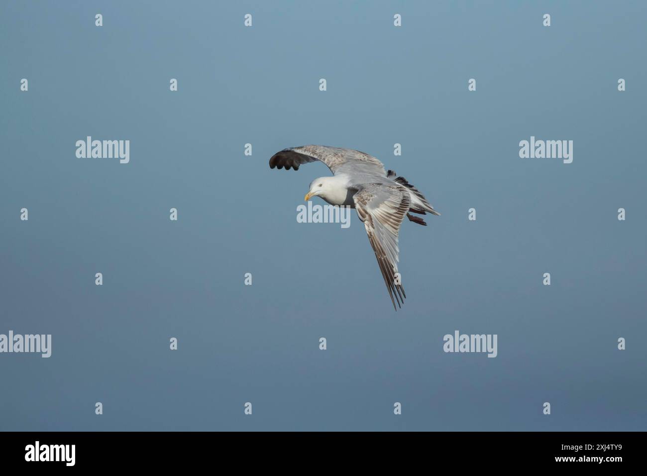 Goéland argenté (Larus argentatus) oiseau adulte en vol, Suffolk, Angleterre, Royaume-Uni Banque D'Images