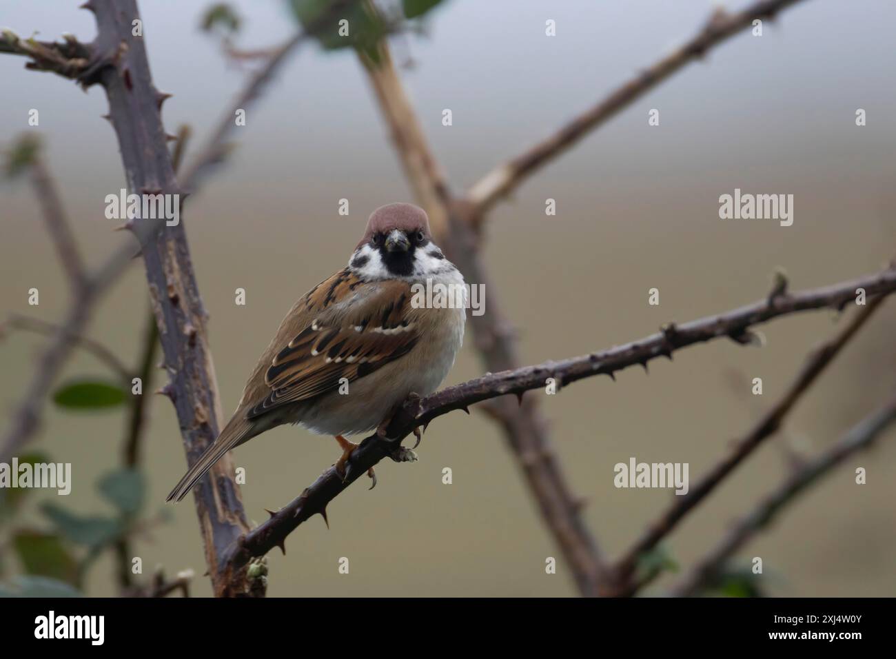 Moineau (passer montanus) oiseau adulte sur une branche de saumon, Cambridgeshire, Angleterre, Royaume-Uni Banque D'Images