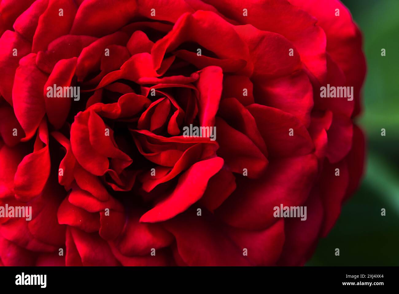 Détails de fleur de rose rouge, photo macro avec flou sélectif Banque D'Images Détails de fleur de rose rouge, photo macro avec flou sélectif Banque D'Images