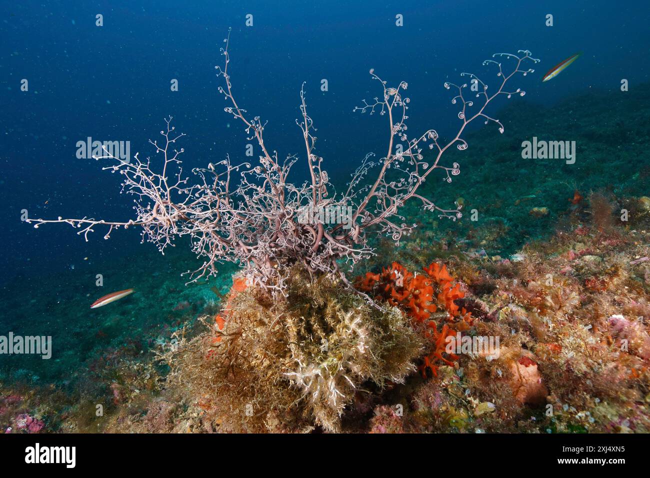 Scène sous-marine avec étoile blanche méditerranéenne (Astrospartus mediterraneus) et algues colorées dans l'océan bleu. Site de plongée réserve marine Banque D'Images