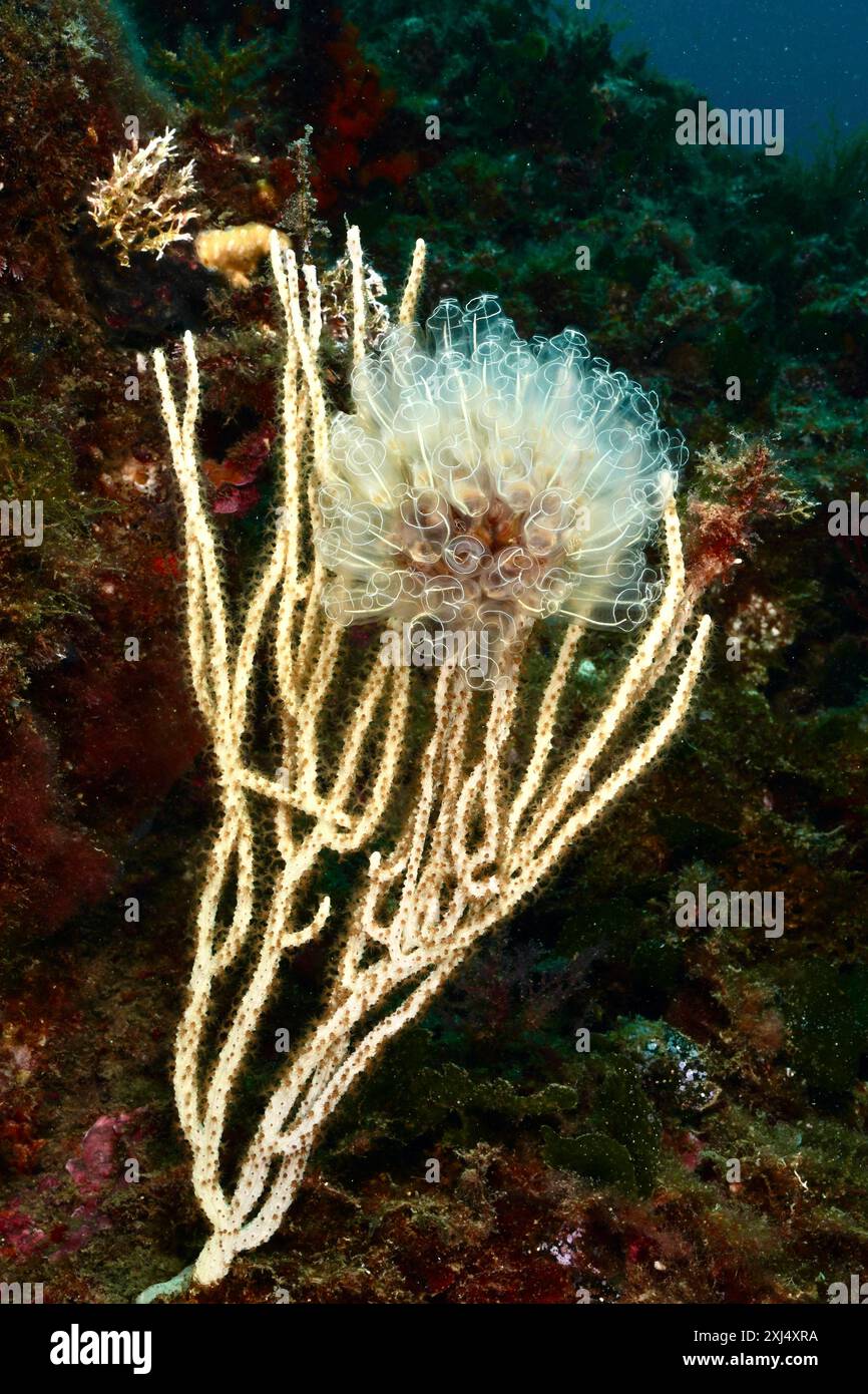 Gicleur de mer translucide (Clavelina Dellavallei) sur gorgone blanc (Eunicella singularis), site de plongée zone marine protégée Cap de Creus, Rosas, Costa Banque D'Images