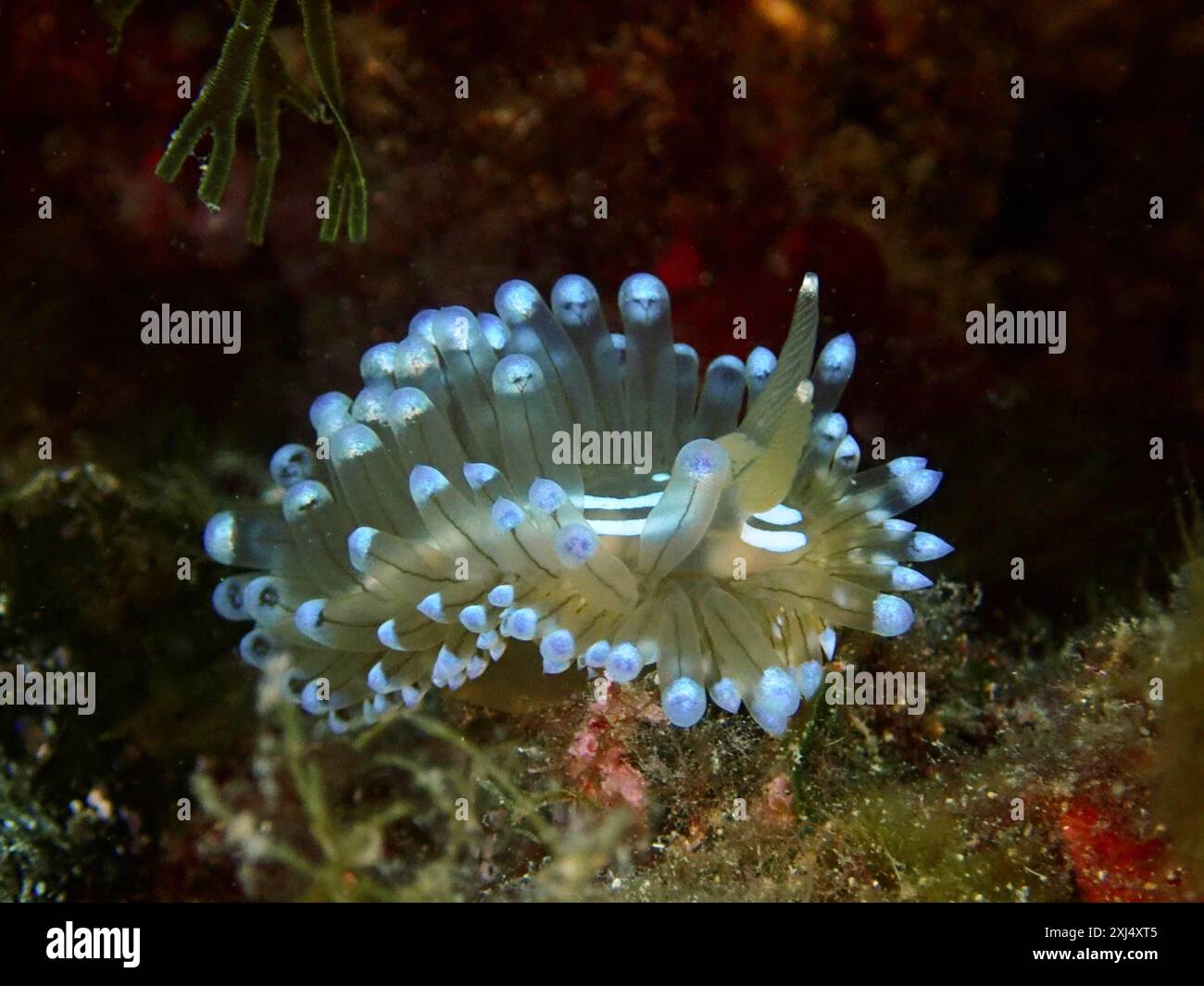 Limace rayée à bec épais (Janolus Scalloped Ribonfish) avec des pointes bleues dans un environnement sous-marin vert. Site de plongée réserve marine Cap de Creus Banque D'Images