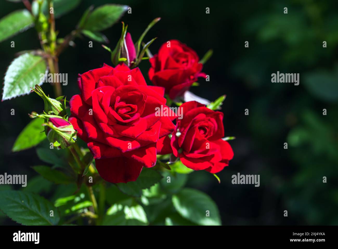 Fleurs de rose rouge sont dans le jardin d'été. Gros plan avec mise au point sélective Banque D'Images Fleurs de rose rouge sont dans le jardin d'été. Gros plan avec mise au point sélective Banque D'Images