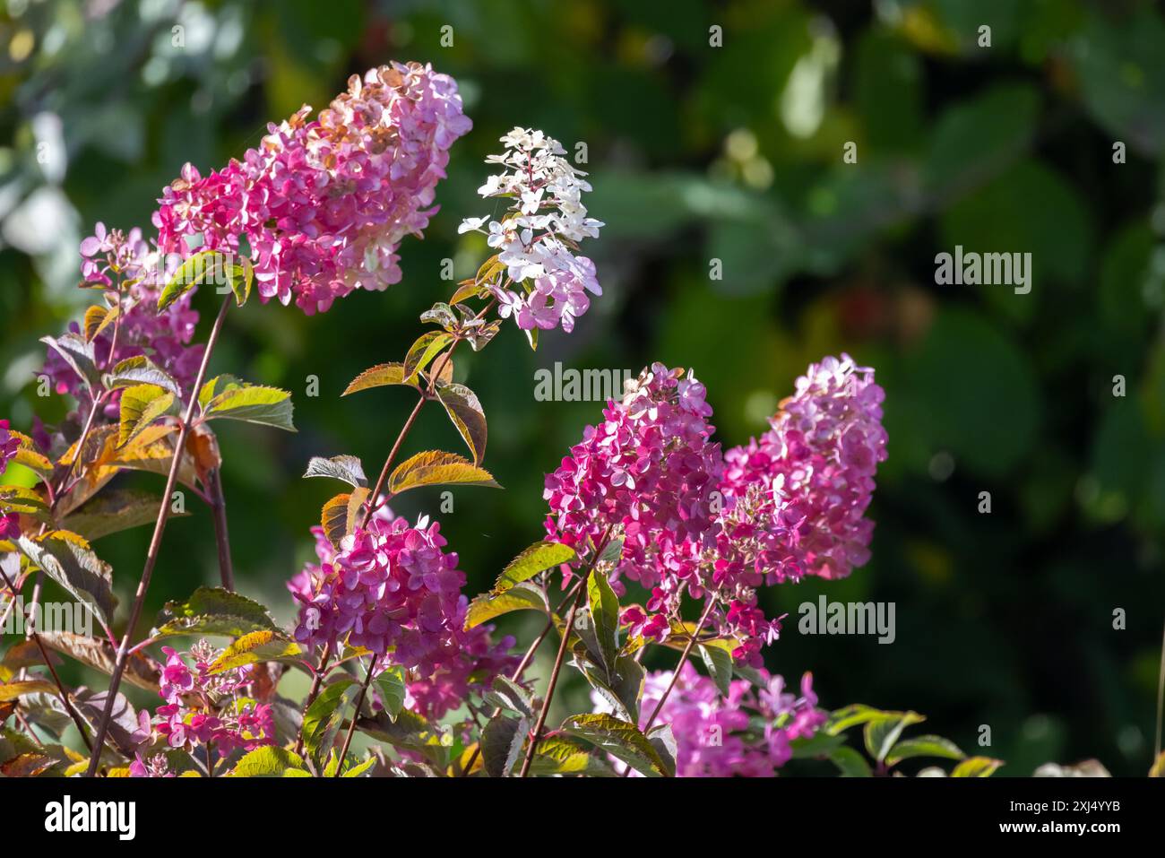 Hortensia en fleurs, fleurs blanches violettes sont sur fond vert flou, photo rapprochée avec flou flou Banque D'Images