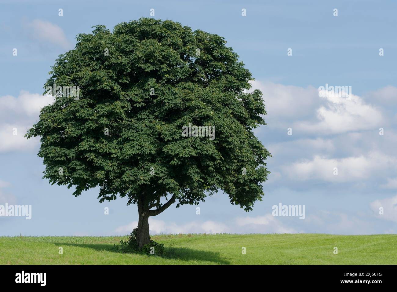 Châtaignier (Aesculus hippocastanum) dans un pré, image apaisante, économiseur d'écran, méditation, relaxation, parc naturel de la forêt souabe-franconienne Banque D'Images