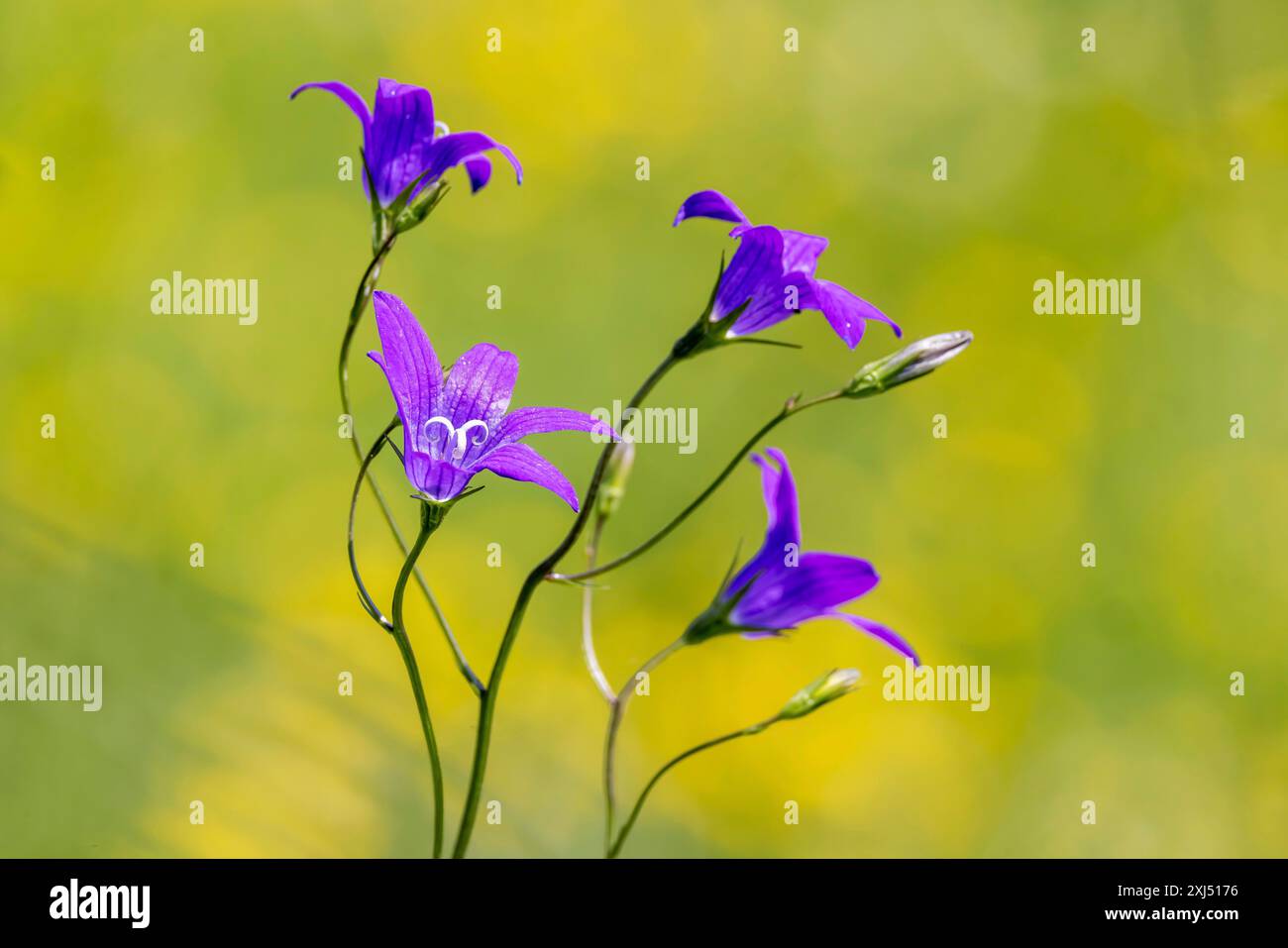 Épandage de chellesol (Campanula patula), plante de prairie bleue, alb souabe, Gomadingen, Bade-Wuertemberg, Allemagne Banque D'Images