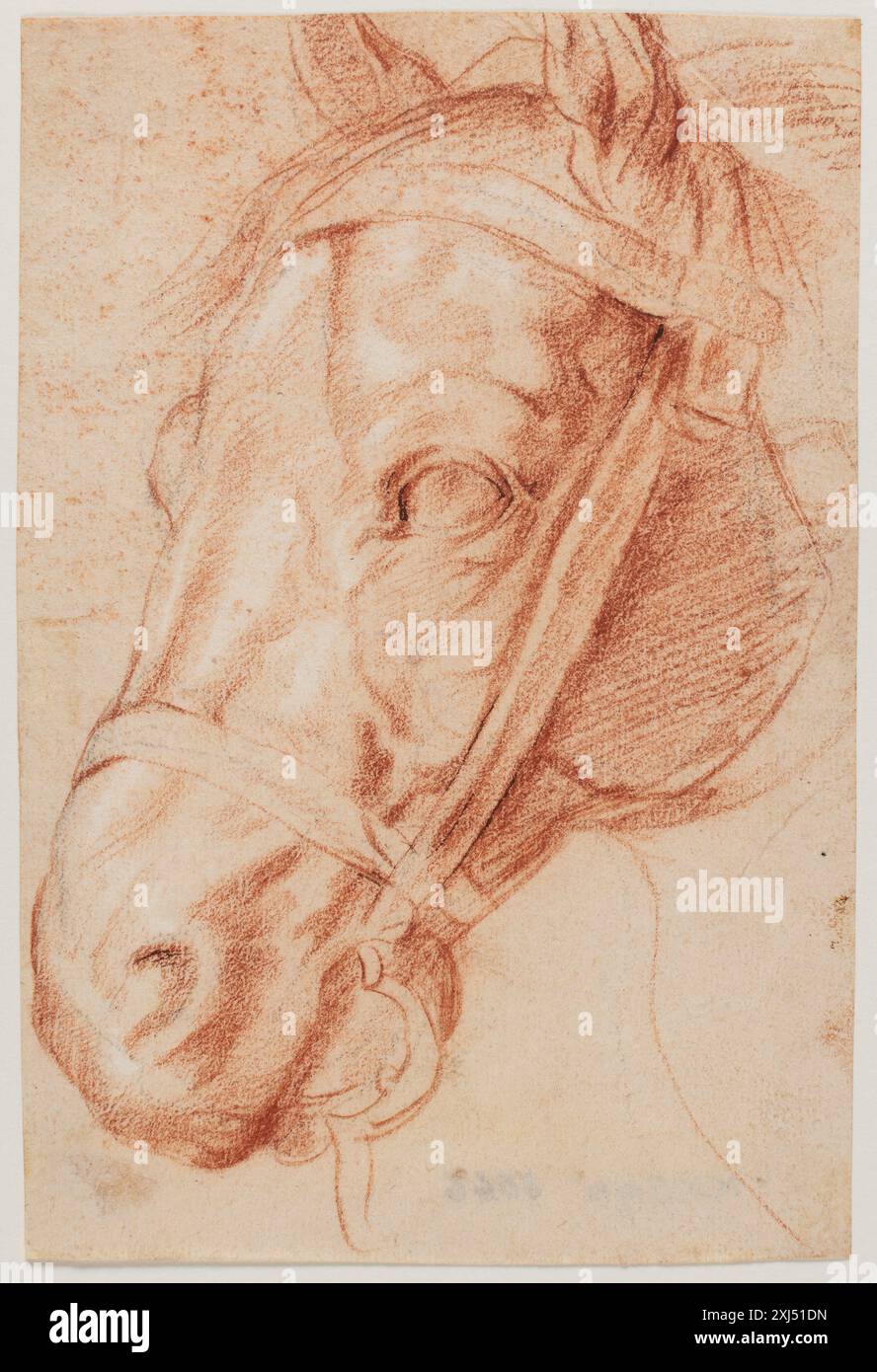 Ce dessin de Peter Paul Rubens représente une tête de cheval, montrant la précision anatomique, la structure musculaire et une représentation réaliste dans l'étude baroque. Banque D'Images