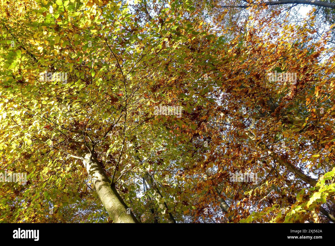 Arbres aux feuilles colorées automnales décolorées feuillage coloré en forêt automne forêt automne, Duelmener Wildpark, Duelmen, Nord Banque D'Images