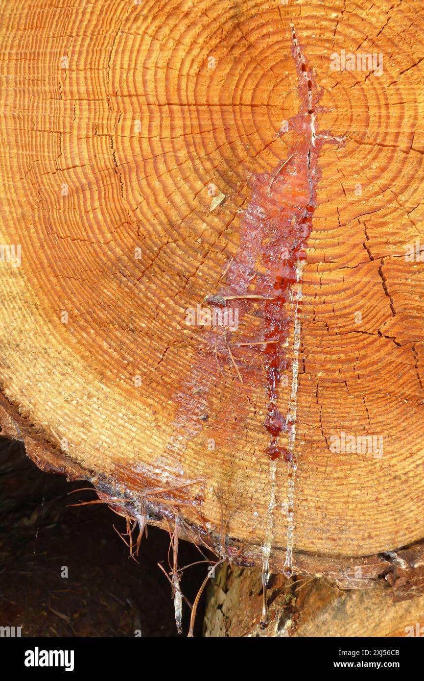 Résine rouge de l'arbre la résine de l'arbre coule sur les anneaux annuels sur la surface coupée de l'arbre fraîchement abattu, Duelmener Wildpark, Duelmen, Rhénanie du Nord-Westphalie Banque D'Images