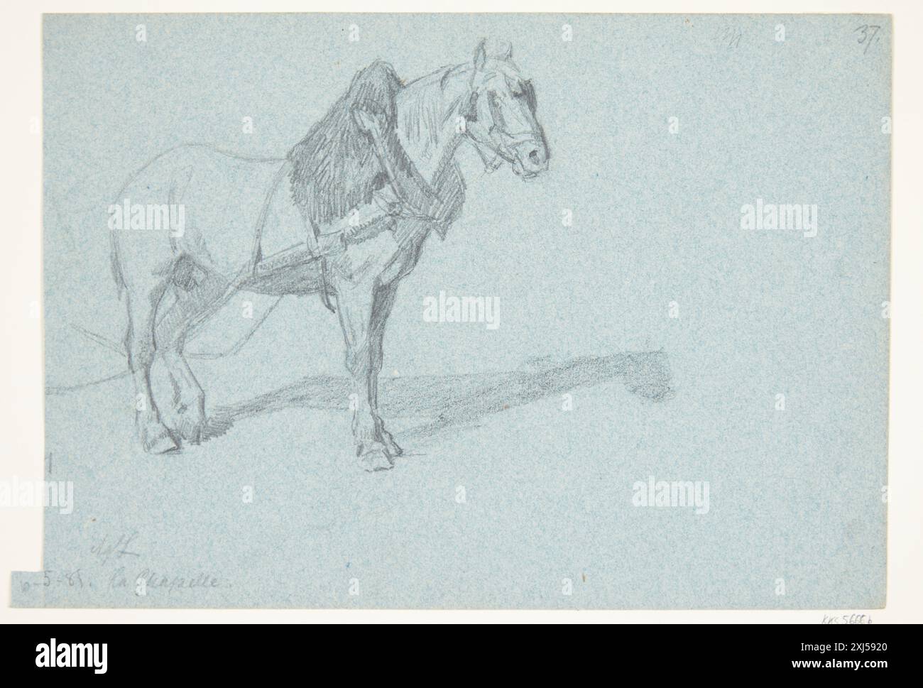 Un dessin d'Agnes Lunn (1850-1941) représentant un seul cheval, montrant les pratiques danoises d'étude équine des XIXe et XXe siècles. Banque D'Images