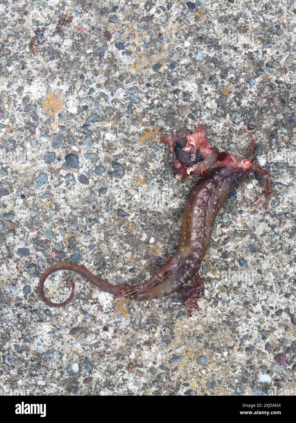 Salamandre arboricole (Aneides lugubris) amphibiens Banque D'Images