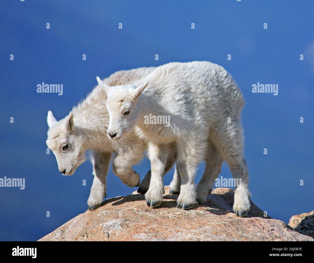 Deux jeunes chèvres des neiges escaladant un plateau rocheux, Wyoming, USA, États-Unis Banque D'Images