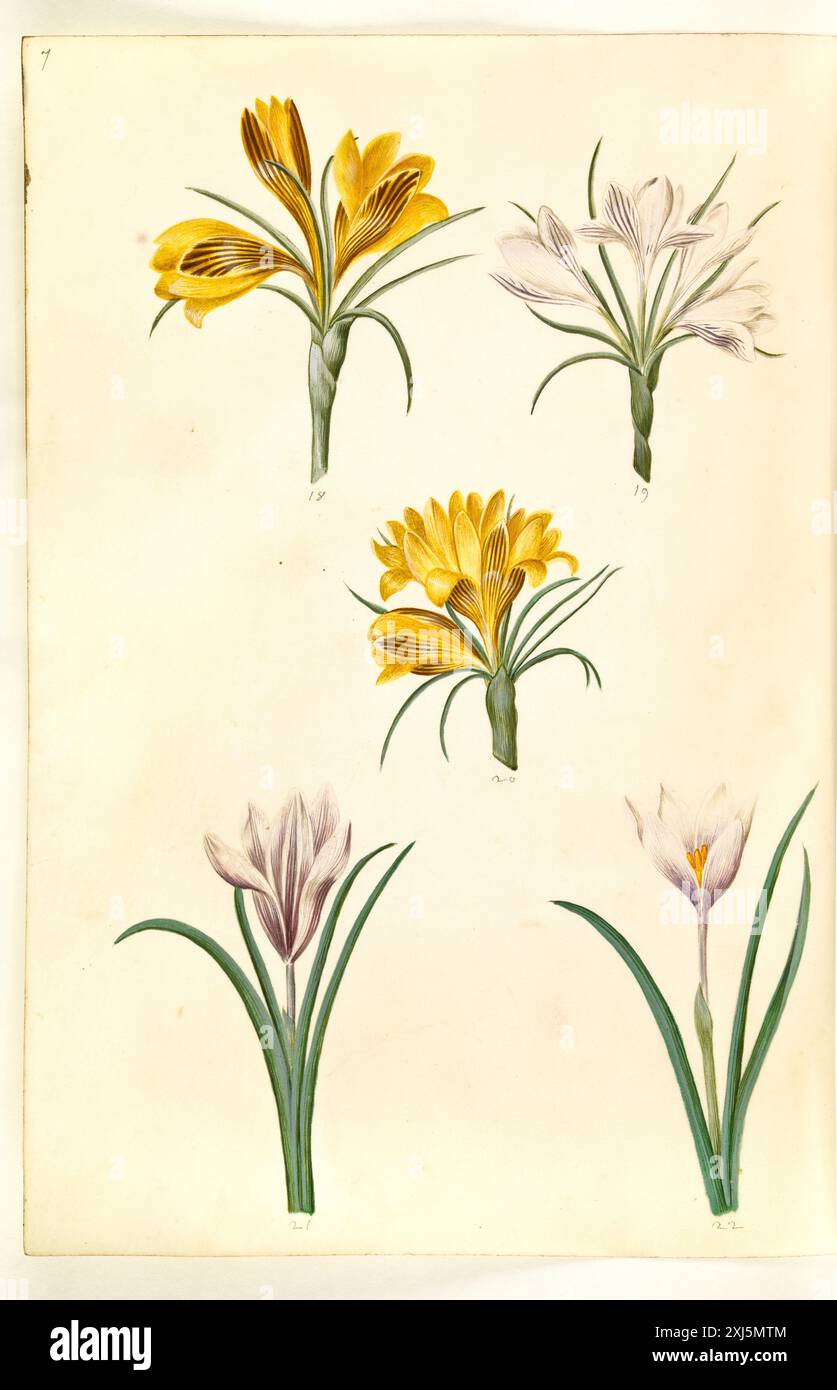 Dessin à la gouache de Hans Simon Holtzbecker représentant Crocus angustifolius, Crocus versicolor et Crocus vernus, représentant des fleurs, des pétales, feuilles et tiges avec précision botanique. Banque D'Images
