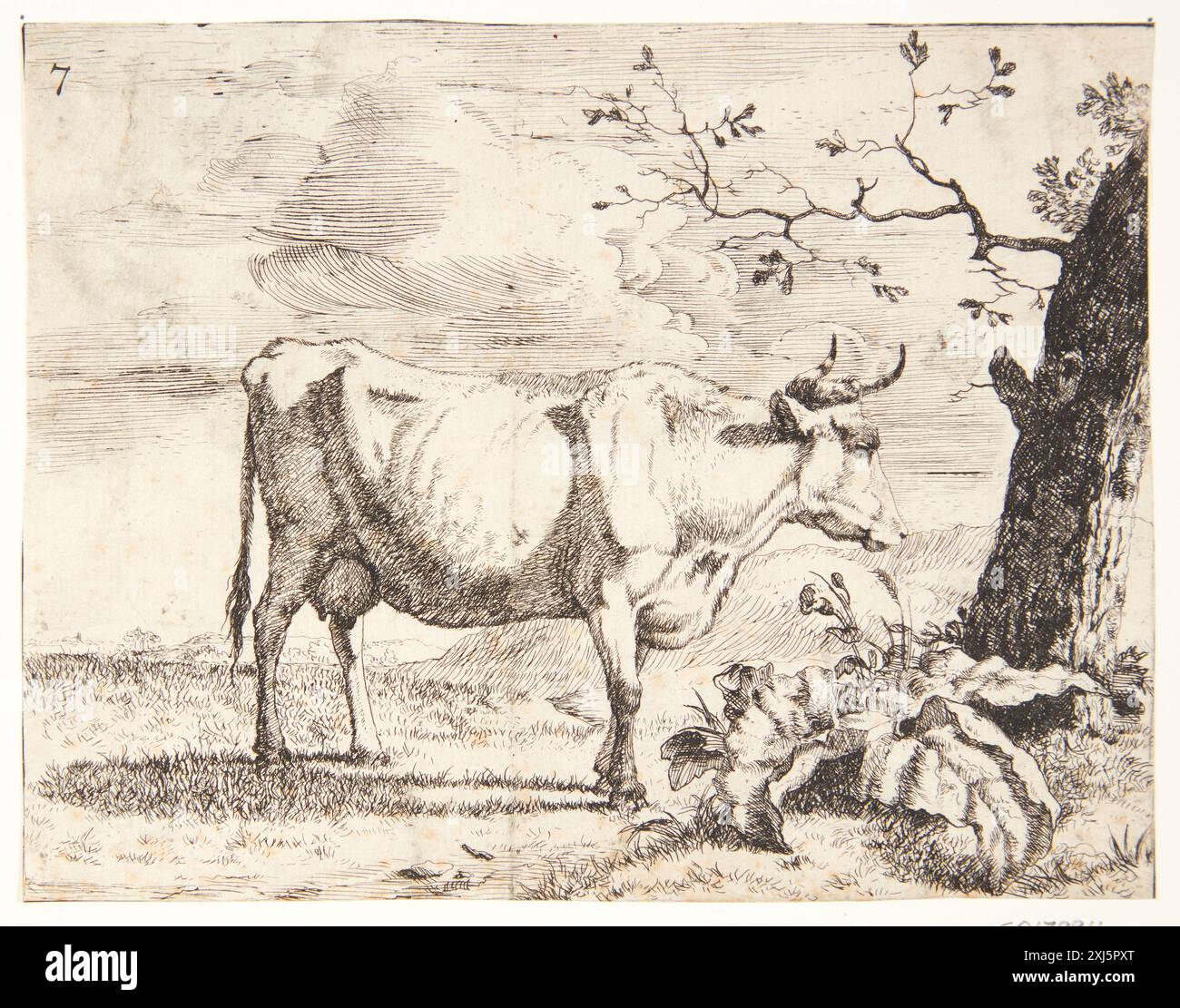 Gravure d'une vache debout et tournée vers la droite, créée par Marcus de Bye et Paulus Potter entre 1625 et 1690 aux pays-Bas. Banque D'Images