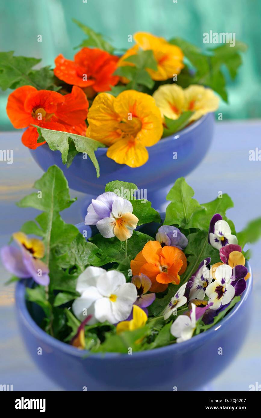 Pensée sauvage, nasturtium, fleur de courgette et salade mélangée à Marguerite Banque D'Images
