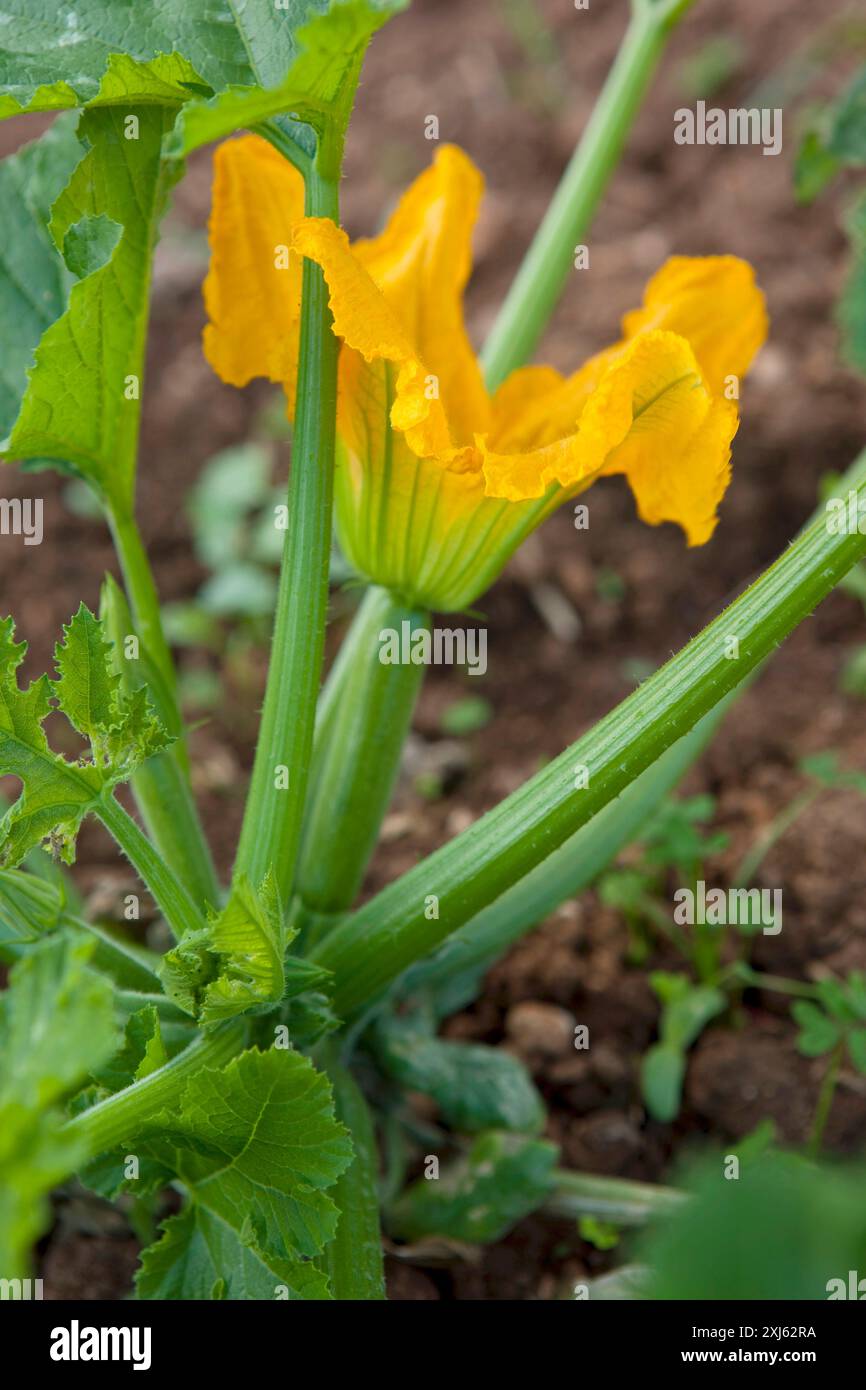 Fleur de courgette sur la plante dans le potager Banque D'Images
